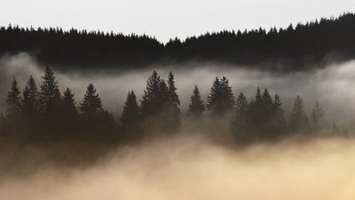 山上覆盖着雾
